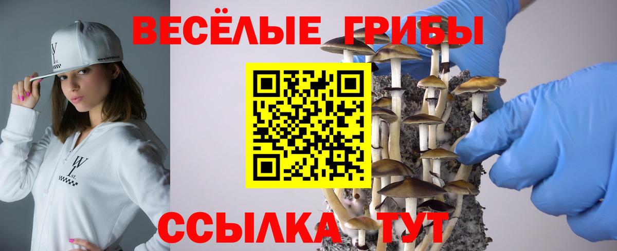 Галлюциногенные грибы Psilocybe  Вход с VPN  Минусинск 